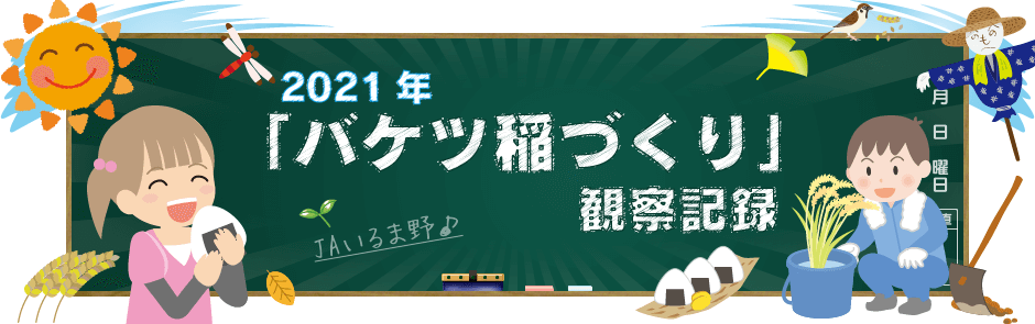 バケツ稲観察記録 Jaいるま野